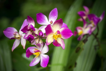 ground orchid flower.