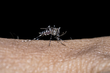 Close-up of mosquito sucking blood.