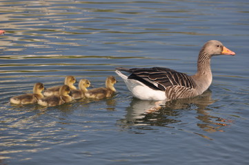 Wildgans mit Küken