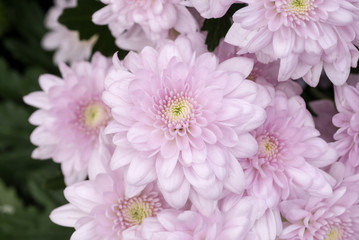 Close up of Purple chrysanthemum flower