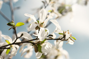 Beautiful big white flowers on the branches against blue sky on a sunny spring day