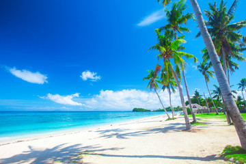 panoramic tropical beach with coconut palm