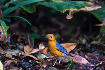 Orange-headed Thrush (Geokichla citrina) Bird