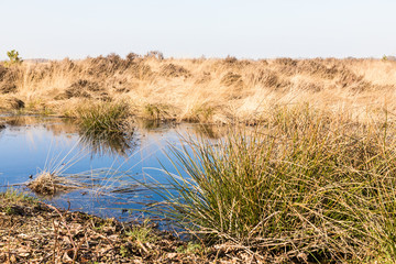 Moorlandschaft mit Wasser