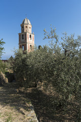 Fototapeta na wymiar Olive trees cultivation on dry stone wall terraces near S.Giacomo church in Diano Calderina, Imperia, Liguria, Italy