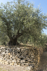 Olive trees cultivation on dry stone wall terraces in Liguria, Italy - 144033852