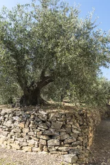 Foto auf Acrylglas Olive trees cultivation on dry stone wall terraces in Liguria, Italy © Arcansél