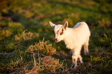 Белый молочный козлёнок