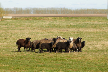 Стадо овец на выгуле