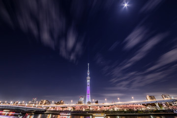 Naklejka premium 東京の夜桜