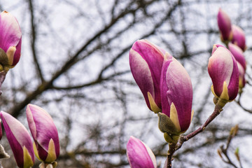 Fleurs roses de fleurs de verger de magnolias un jour de printemps
