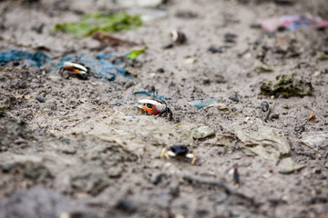 Small tiny crabs run around the birch