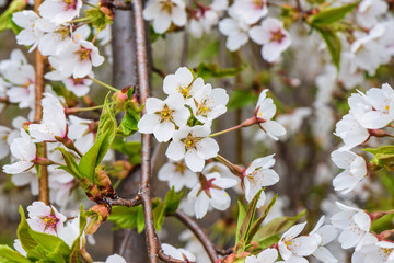 Flowers of the cherry tree orchard blossoms on a spring day