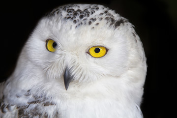 Polar owl portrait with black background. Shallow DOF ( soft focus on the owl head )