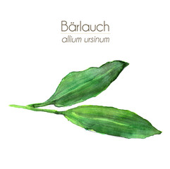 Bärlauch - Aquarell 