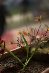 Close-up of a green sprout. The concept of springtime and revival