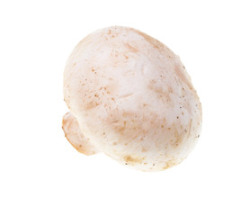 White mushrooms champignons