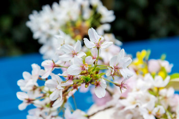 Springtime blossom against a blue table 