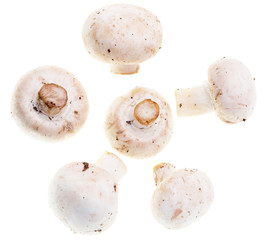 White mushrooms champignons