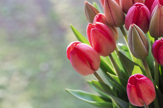 The buds of red tulips bloom early in the morning