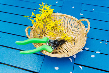 Springtime blossom against a blue table 