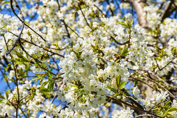 Flowers of the cherry tree orchard blossoms on a spring day with blue sky