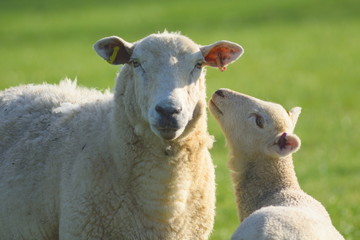 Obraz premium Sheep and lamb grazing on a farmland in East Devon, England
