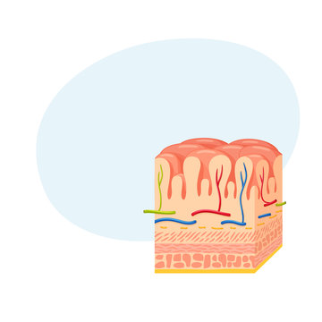 Stomach Wall Anatomy