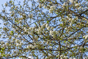 Flowers of the cherry tree orchard blossoms on a spring day with blue sky