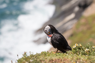 Puffin standing at cliff with ocean background