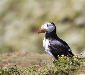 Puffin walking at rock