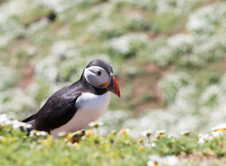 Puffin walking through flowers