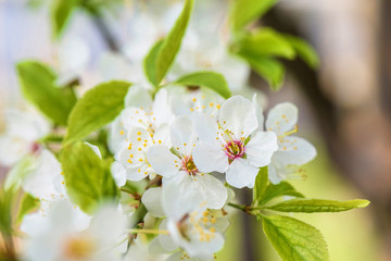 Obraz premium Flowers of the cherry tree orchard blossoms on a spring day