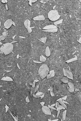 Leaves on roadside, black and white