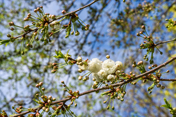 Flowers of the cherry tree orchard blossoms on a spring day with blue sky