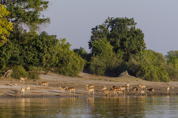 Impala (Aepyceros melampus) herd drinking in the Chobe River. Botswana