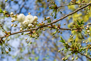 Flowers of the cherry tree orchard blossoms on a spring day with blue sky