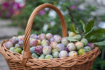 plum in a wicker basket in the garden