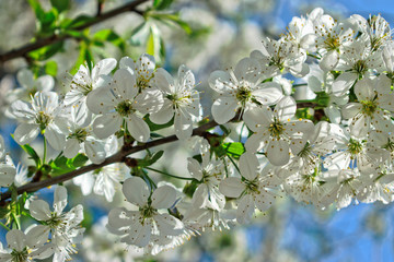 Closeup of white cherry blossoms 
