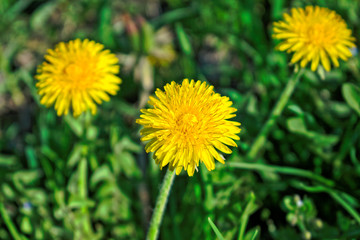 Closeup of dandelions in the grass