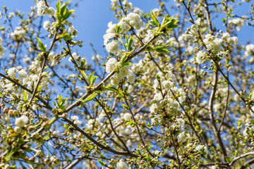 Flowers of the cherry tree orchard blossoms on a spring day with blue sky