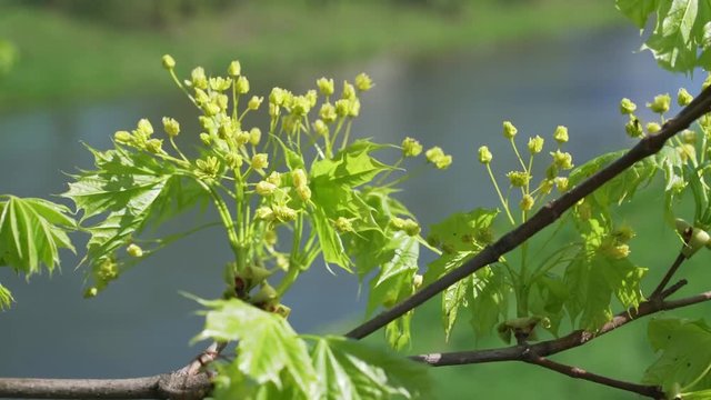 maple blossom with river in the background