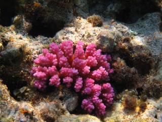 barriera corallina e creature del red sea