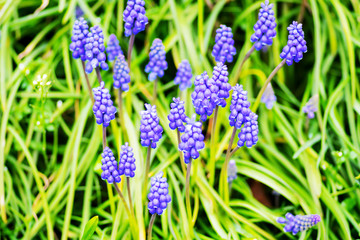 Springtime blue bells in a meadow