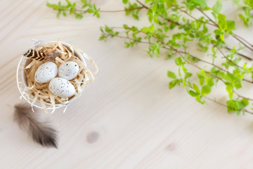 Easter eggs with spring green brunch and feather on light wooden background