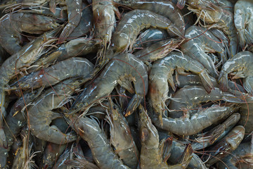 Seafood market, selective focus (detailed close-up shot)