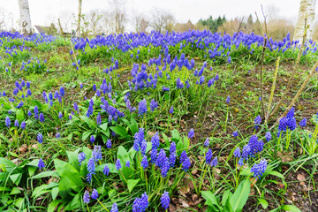 Springtime blue bells in a meadow