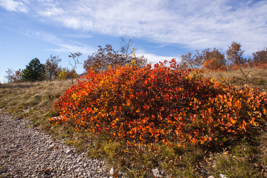 Smook tree in the Cocusso mountain