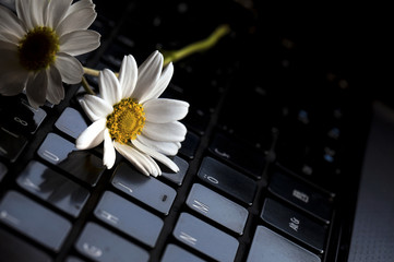 White Daisy on Notebook Laptop