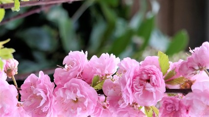 valentine day or mothers day, pink blossom with green background and text space